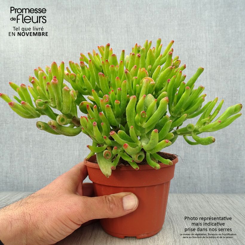 Crassula ovata Hobbit 12cm pot sample as delivered in autumn