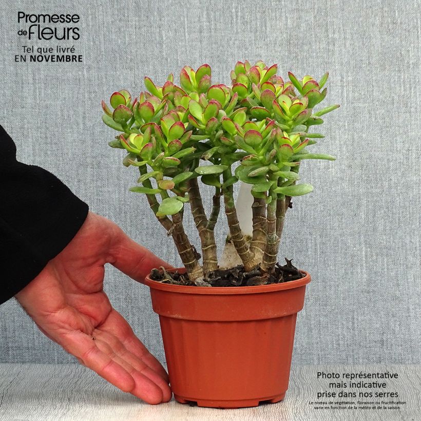Crassula ovata Minor 1.5L/2L pot sample as delivered in autumn