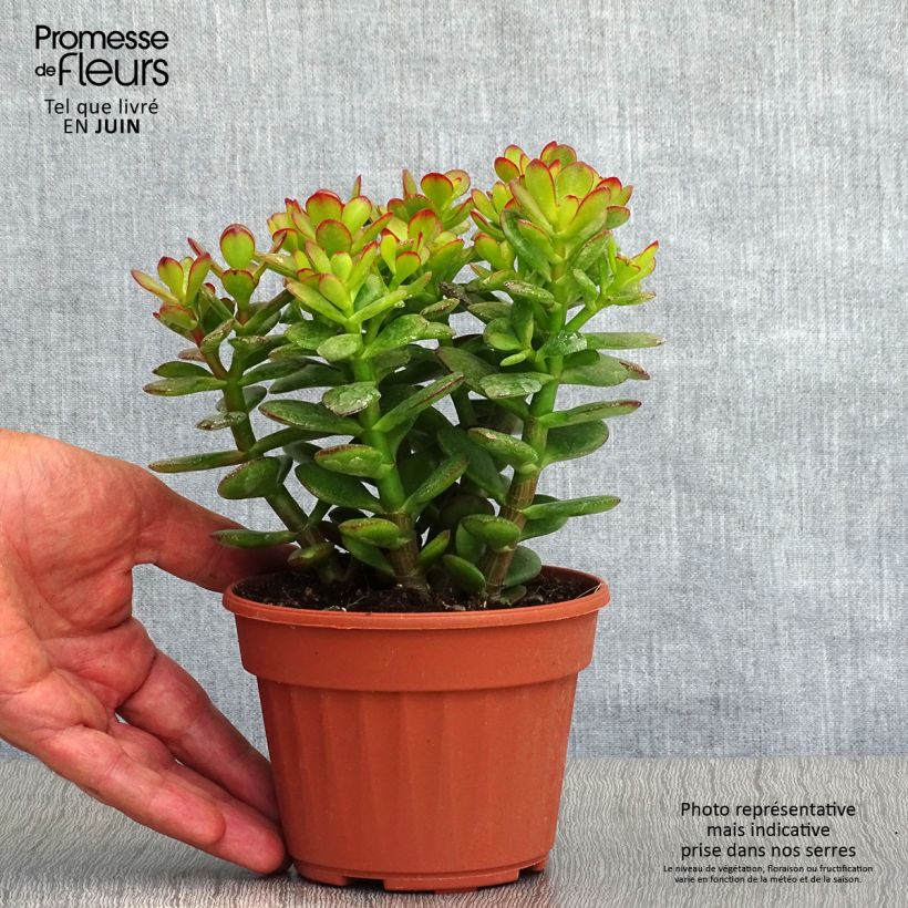 Crassula ovata Minor 1L/1.5L pot sample as delivered in summer