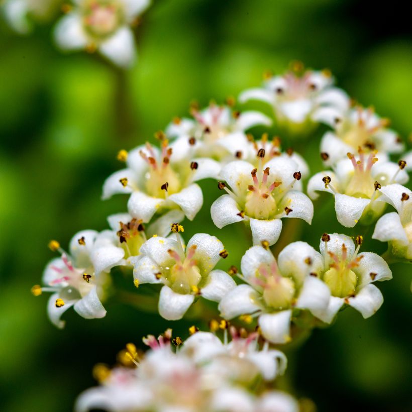 Crassula rupestris subsp. marnieriana - Warm plant (Flowering)