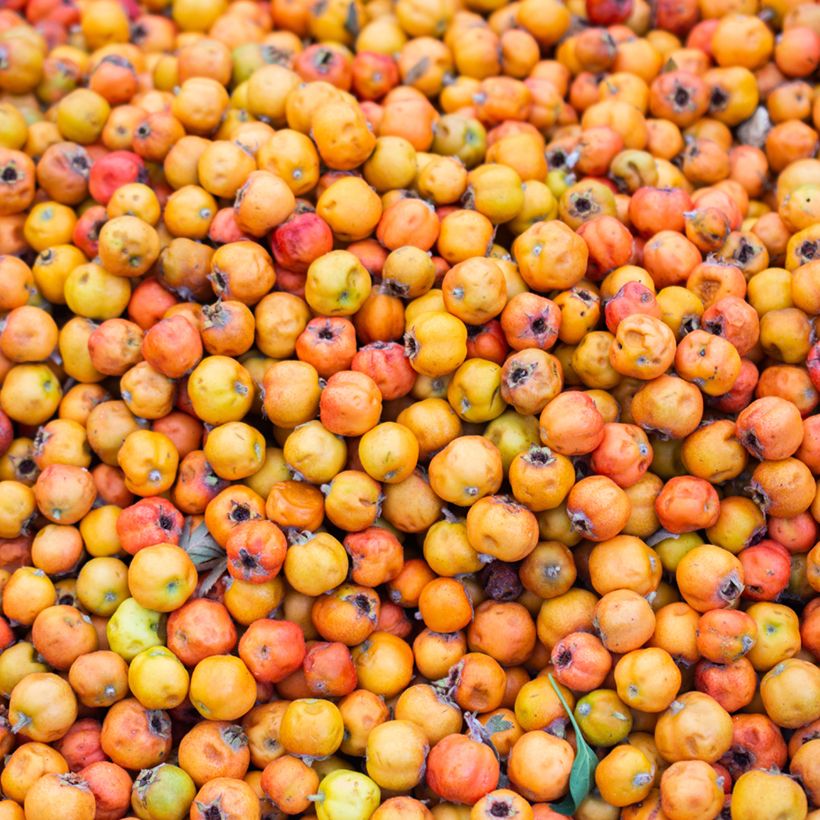 Crataegus azarolus - Hawthorn (Harvest)