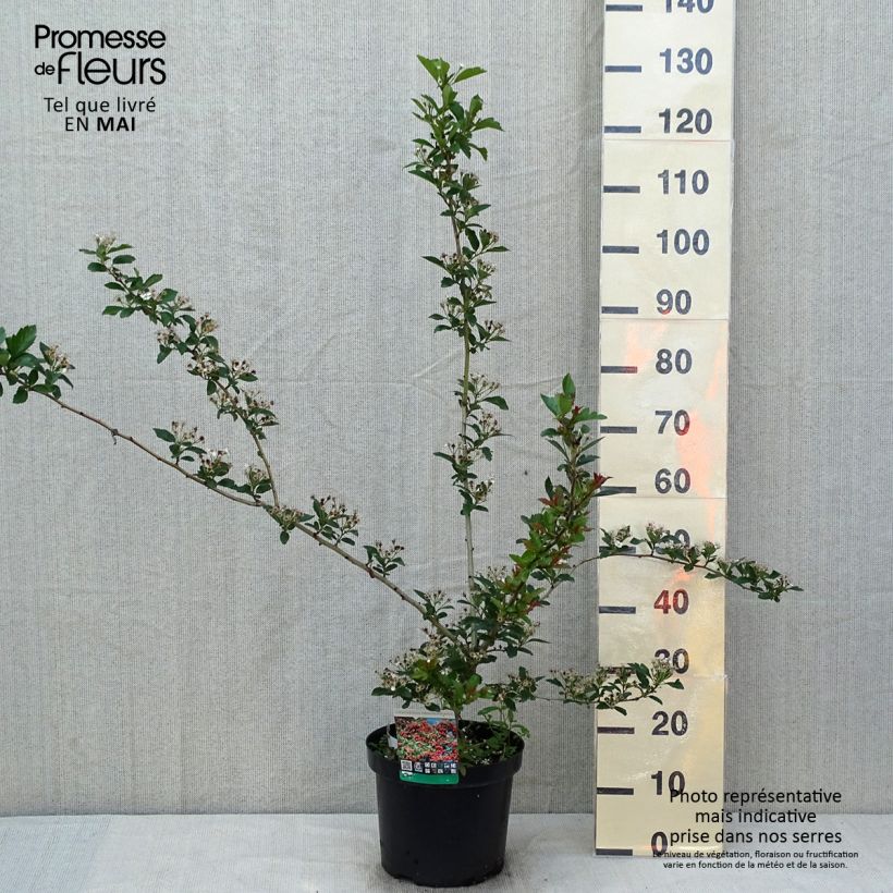 Crataegus grignonensis - Hawthorn 7.5L/10L pot sample as delivered in spring