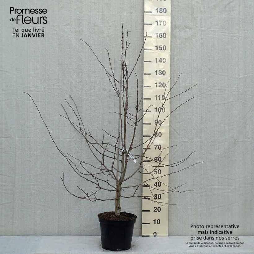 Crataegus laevigata Rosea Flore Pleno - Hawthorn 7.5L/10L pot sample as delivered in winter