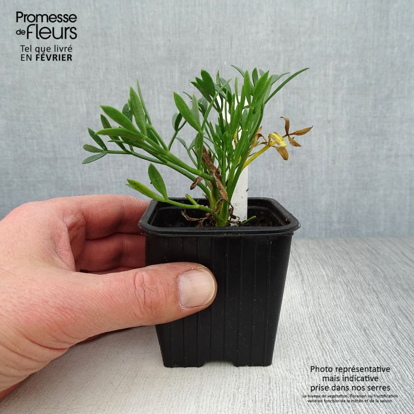 Crithmum maritimum 8/9 cm pot sample as delivered in winter