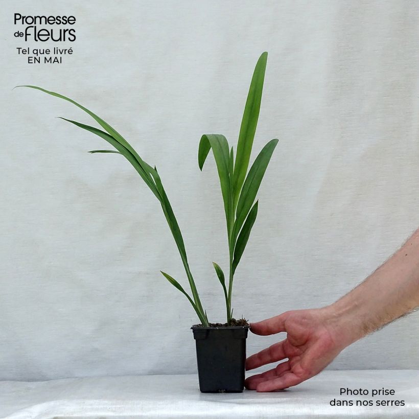 Crocosmia Babylon - Montbretia 7/8 cm pot sample as delivered in spring