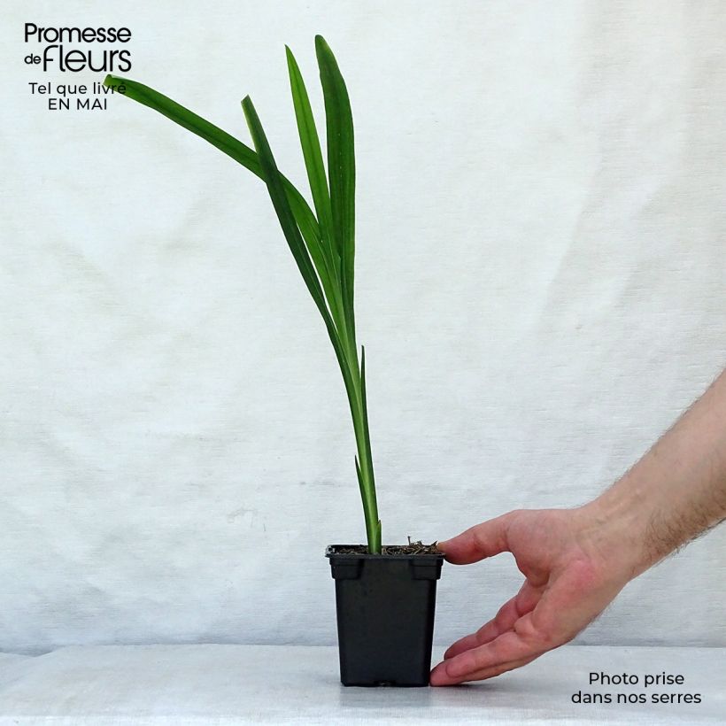 Crocosmia Carmine Brillant - Montbretia 7/8 cm pot sample as delivered in spring