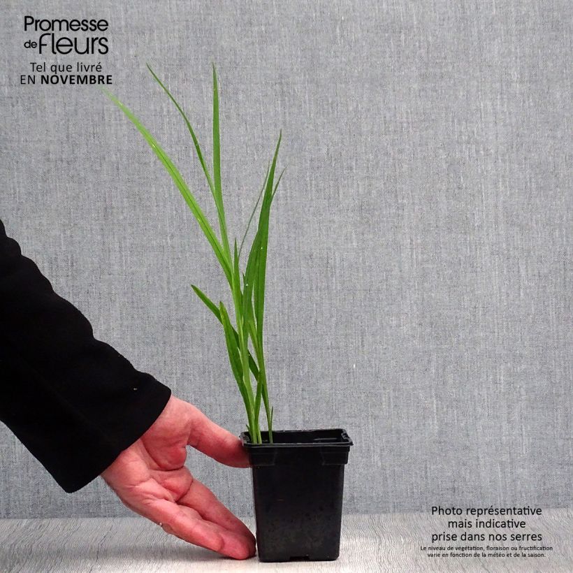 Crocosmia Carmine Brillant - Montbretia 7/8 cm pot sample as delivered in autumn