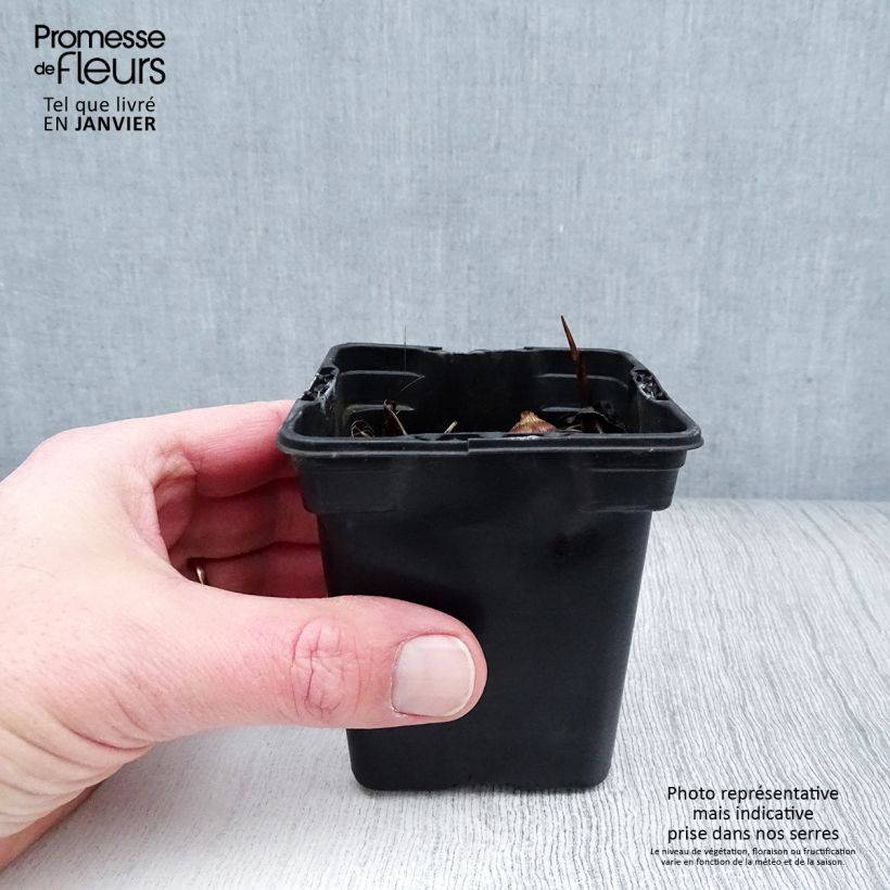 Crocosmia George Davison - Montbretia 7/8 cm pot sample as delivered in winter