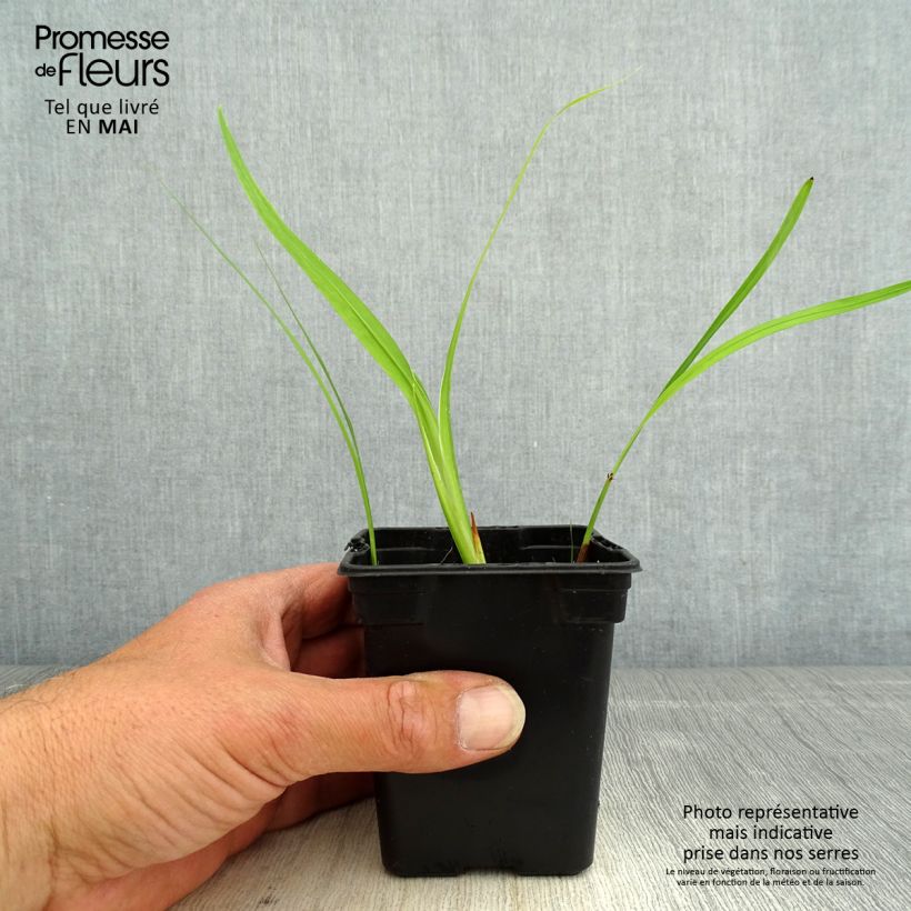 Crocosmia George Davison - Montbretia 7/8 cm pot sample as delivered in spring