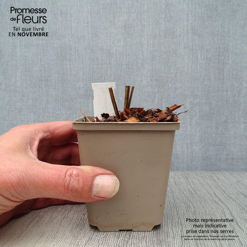 Crocosmia Hellfire - Montbretia 8/9 cm pot sample as delivered in autumn