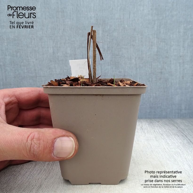 Crocosmia Hellfire - Montbretia 8/9 cm pot sample as delivered in winter