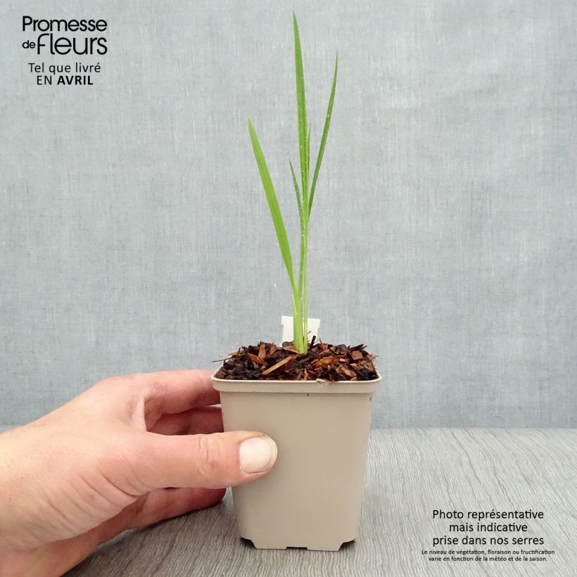 Crocosmia Hellfire - Montbretia 8/9 cm pot sample as delivered in spring