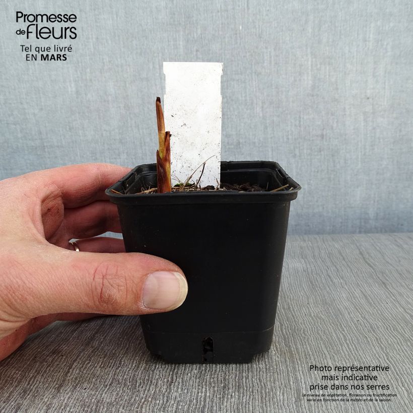 Crocosmia Lucifer - Montbretia 8/9 cm pot sample as delivered in winter