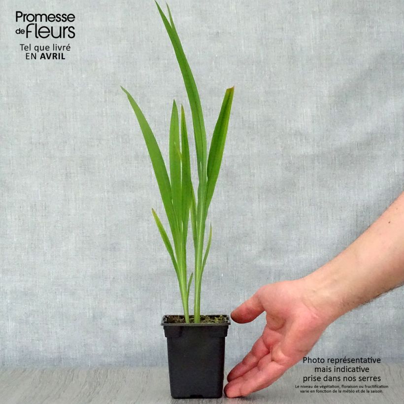 Crocosmia Meteore - Montbretia 7/8 cm pot sample as delivered in spring