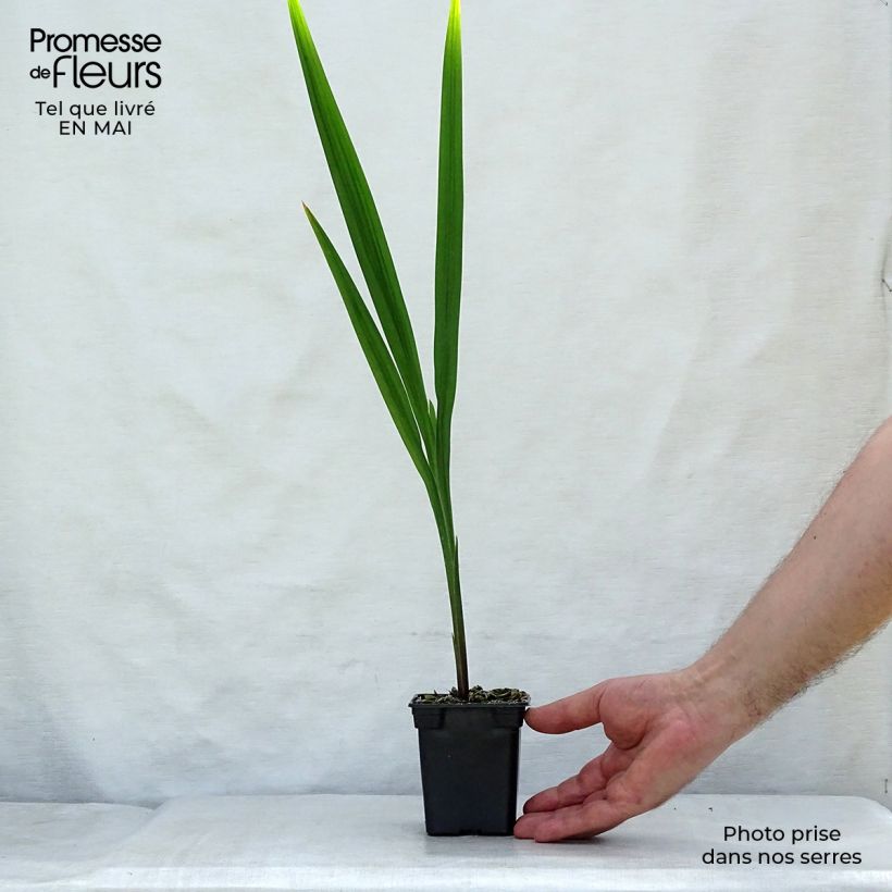 Crocosmia crocosmiiflora Mistral 7/8 cm pot sample as delivered in spring