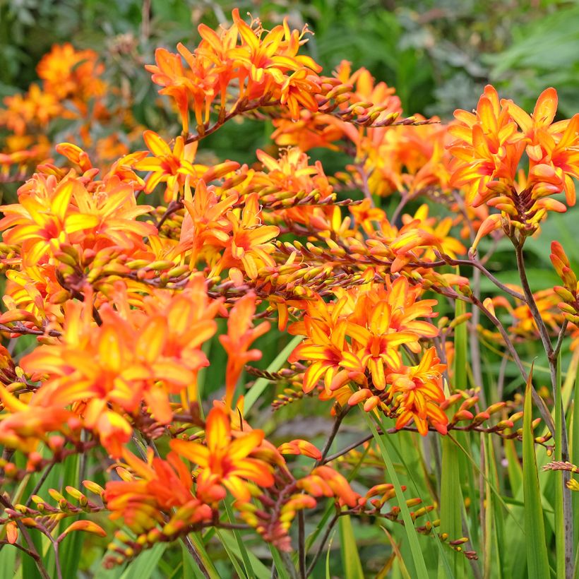 Crocosmia Firestarter - Montbretia (Plant habit)