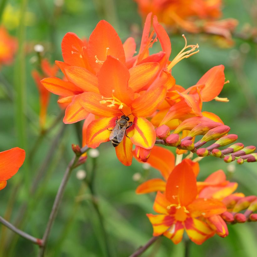 Crocosmia Scorchio - Montbretia (Flowering)