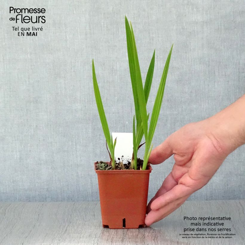 Crocosmia Paul’s Best Yellow - Montbretia 8/9 cm pot sample as delivered in spring