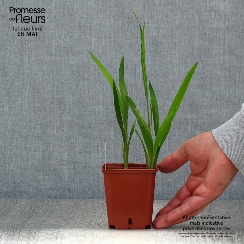 Crocosmia Star of the East - Montbretia 8/9 cm pot sample as delivered in spring