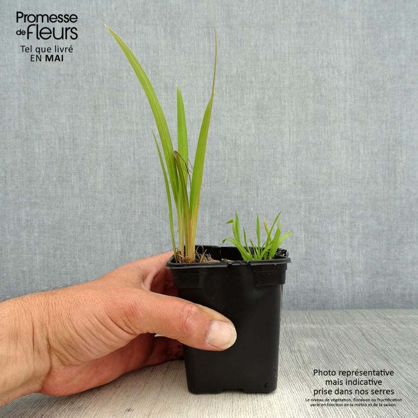 Crocosmia Emily McKenzie - Montbretia 7/8 cm pot sample as delivered in spring