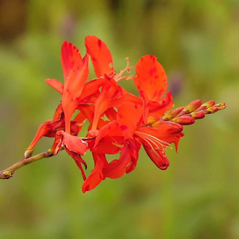 Crocosmia Hellfire - Montbretia (Flowering)