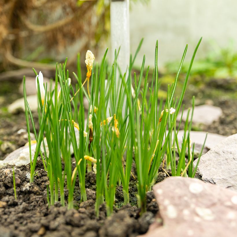 Crocus ochroleucus (Plant habit)