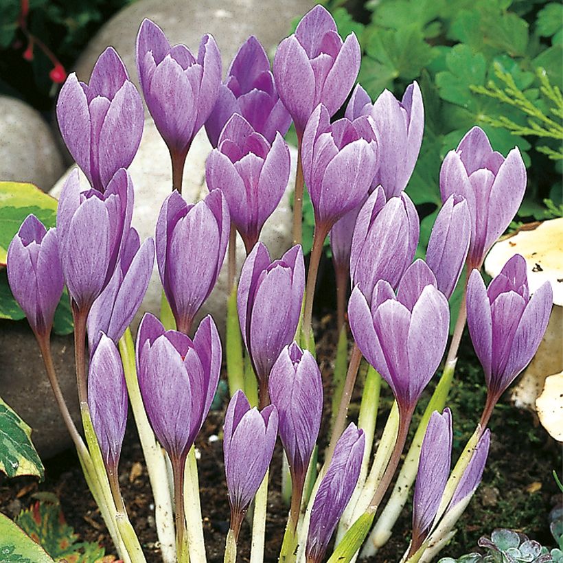 Crocus ligusticus (Plant habit)