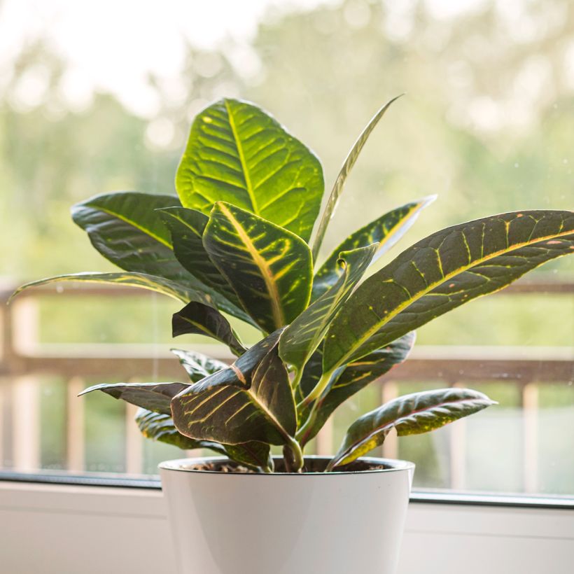 Croton - Codiaeum  Moar Yellow (Plant habit)