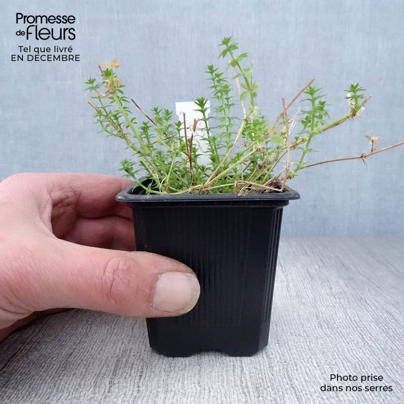 Phuopsis stylosa  8/9 cm pot sample as delivered in winter