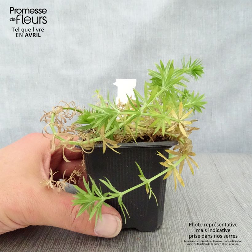 Phuopsis stylosa  8/9 cm pot sample as delivered in spring