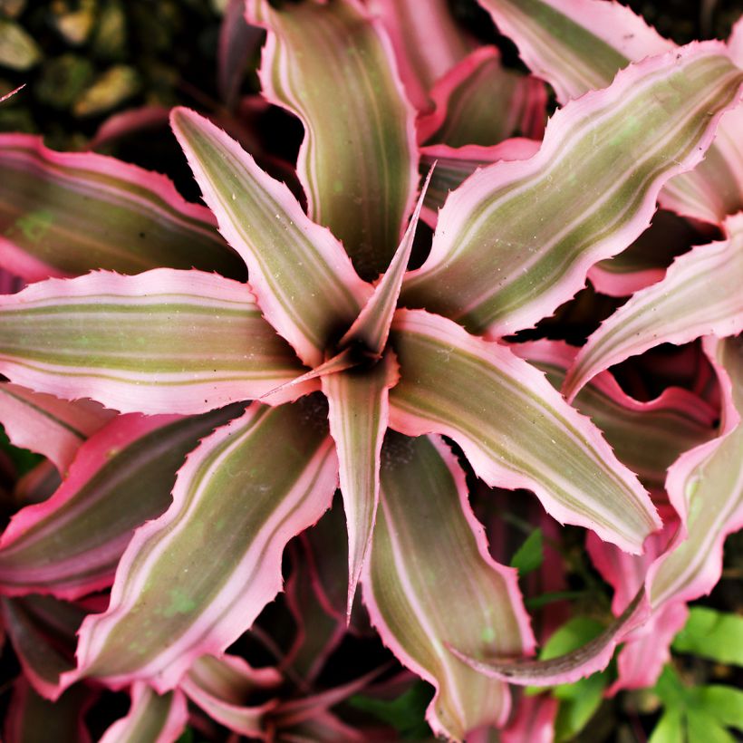Cryptanthus bivittatus Pink Star - Earth star (Foliage)