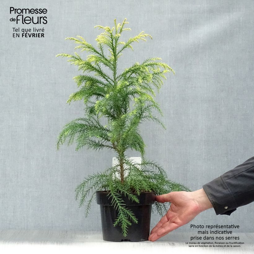 Cryptomeria japonica Sekkan-Sugi 2L/3L pot sample as delivered in winter