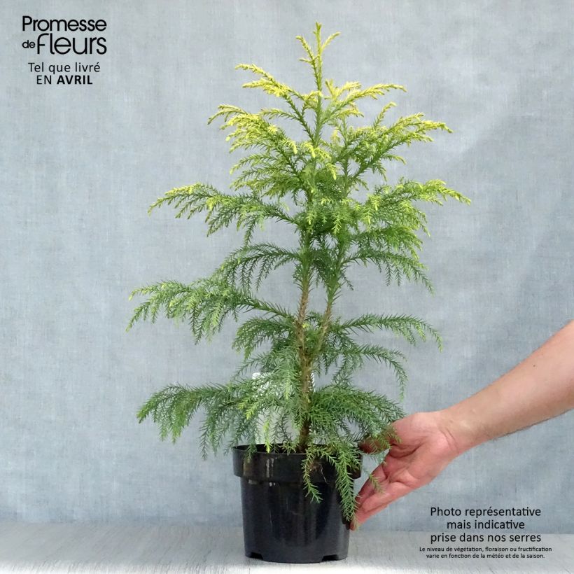 Cryptomeria japonica Sekkan-Sugi 2L/3L pot sample as delivered in spring