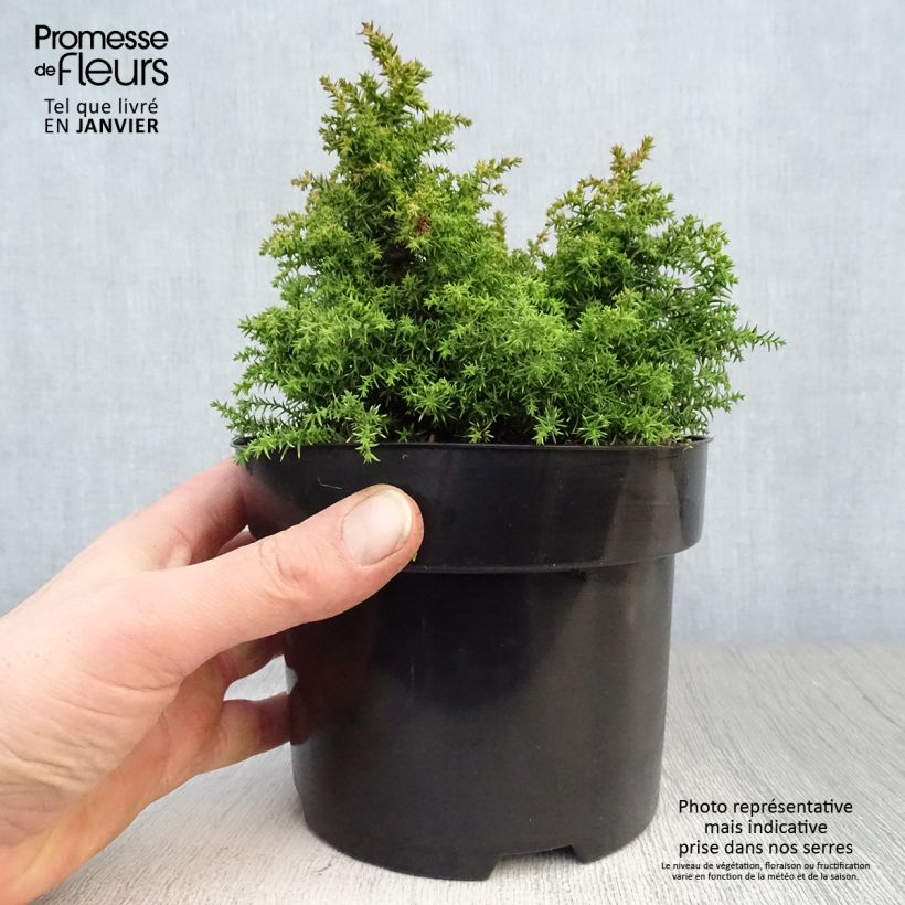 Cryptomeria japonica Twinkle Toes 2L/3L pot sample as delivered in winter