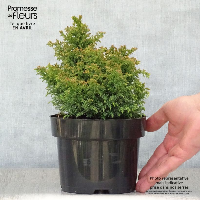 Cryptomeria japonica Twinkle Toes 2L/3L pot sample as delivered in spring
