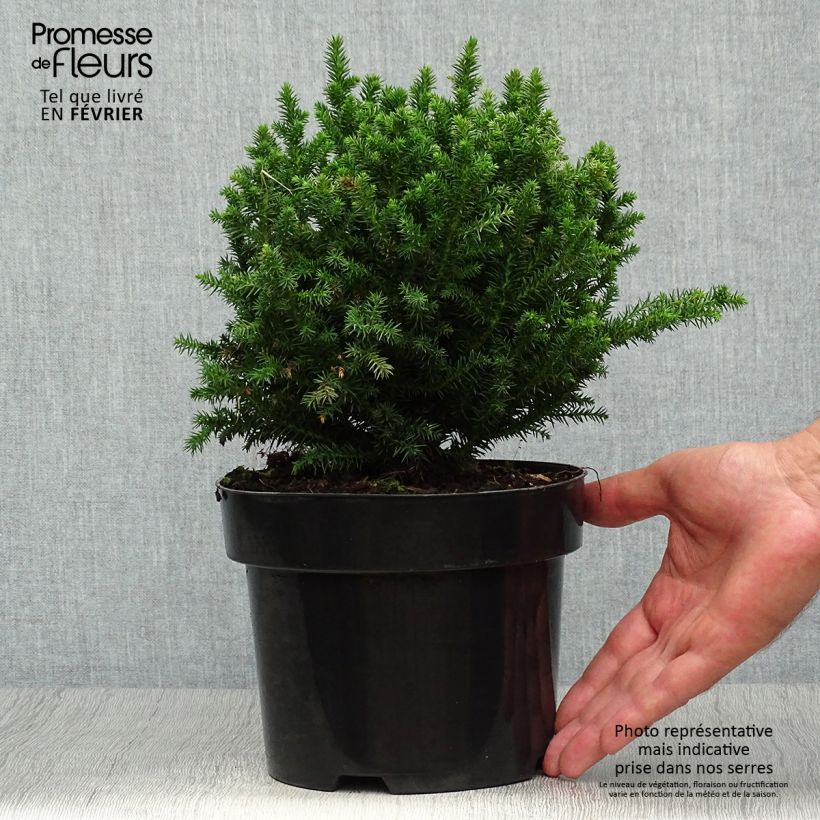 Cryptomeria japonica Vilmoriniana 2L/3L pot sample as delivered in autumn