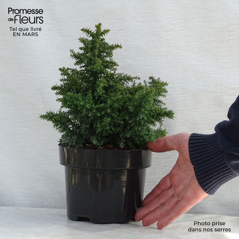 Cryptomeria japonica Yokohama 2L/3L pot sample as delivered in spring