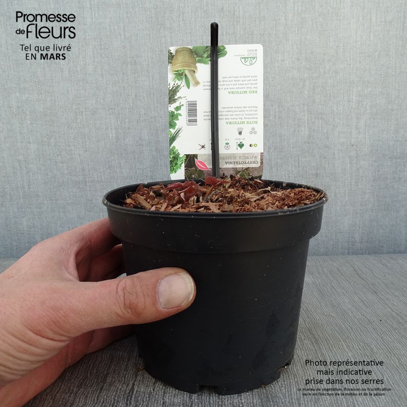 Cryptotaenia japonica purpurea - Japanese Parsley 1.5L/2L pot sample as delivered in winter