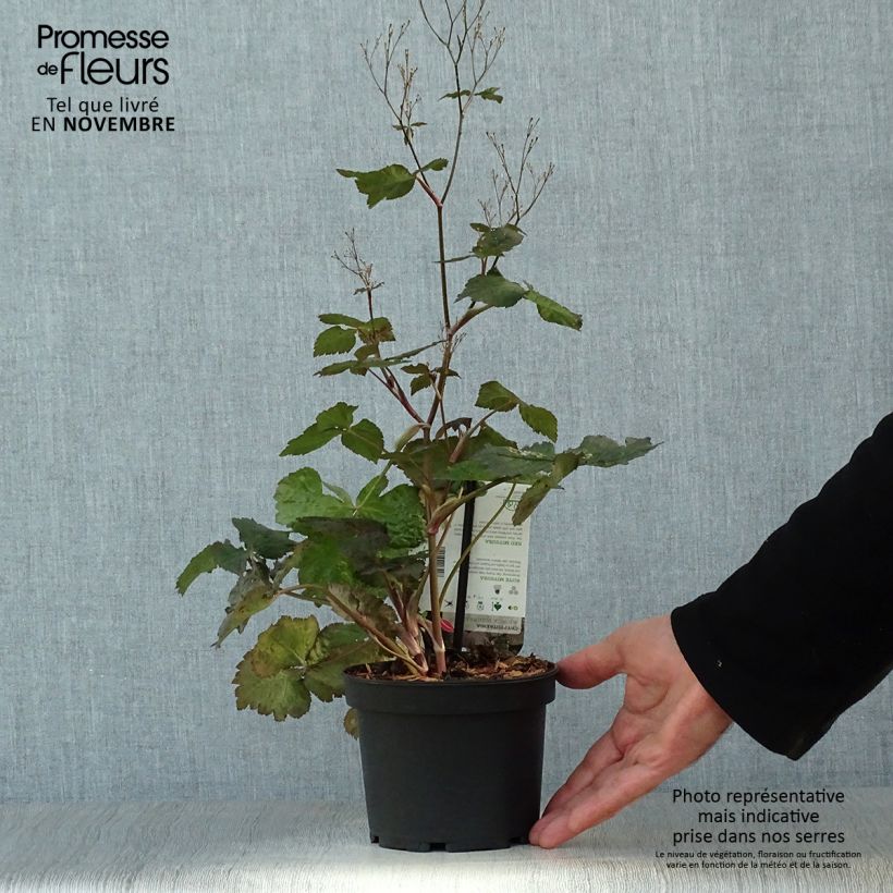 Cryptotaenia japonica purpurea - Japanese Parsley 1.5L/2L pot sample as delivered in autumn
