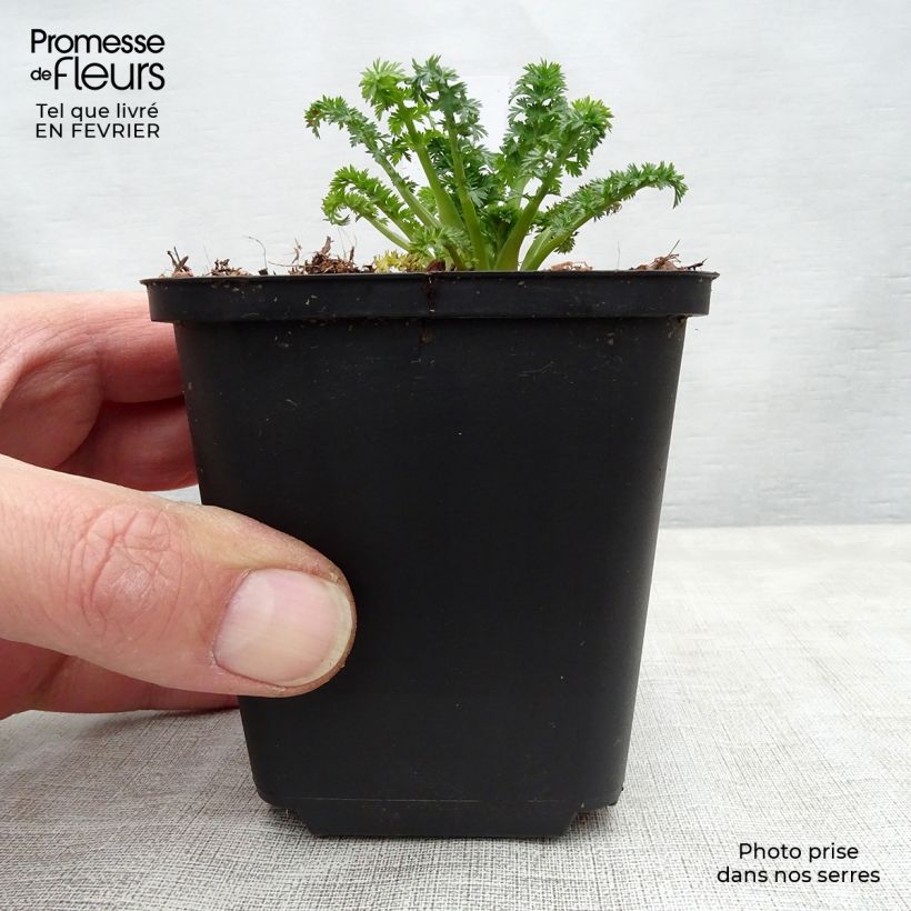 Carum carvi 8/9 cm pot sample as delivered in winter