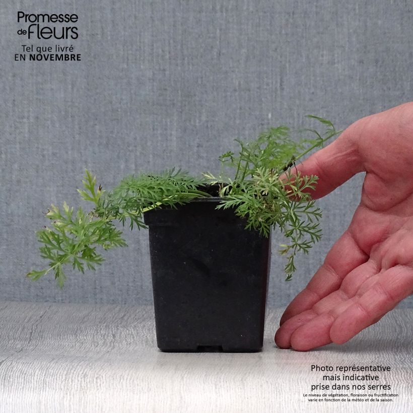 Organic Caraway - Carum carvi 8/9 cm pot sample as delivered in autumn