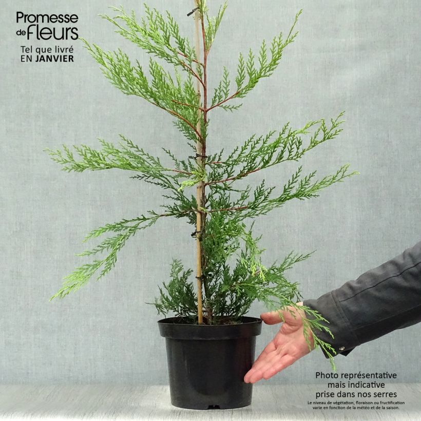 Cupressocyparis Castlewellan Gold - Leyland Cypress 3L/4L pot sample as delivered in winter