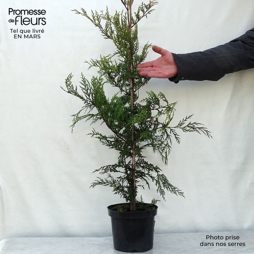Cupressocyparis Castlewellan Gold - Leyland Cypress 3L/4L pot sample as delivered in spring