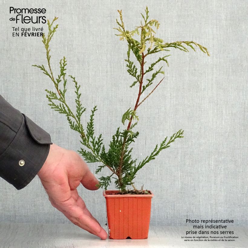Cupressocyparis Castlewellan Gold - Leyland Cypress 8/9 cm pot sample as delivered in winter
