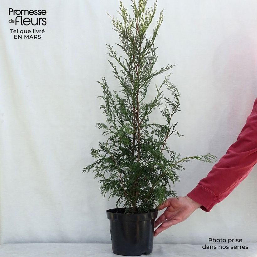 Cupressocyparis Leylandii 2001 - Leyland Cypress 4L/5L pot sample as delivered in spring