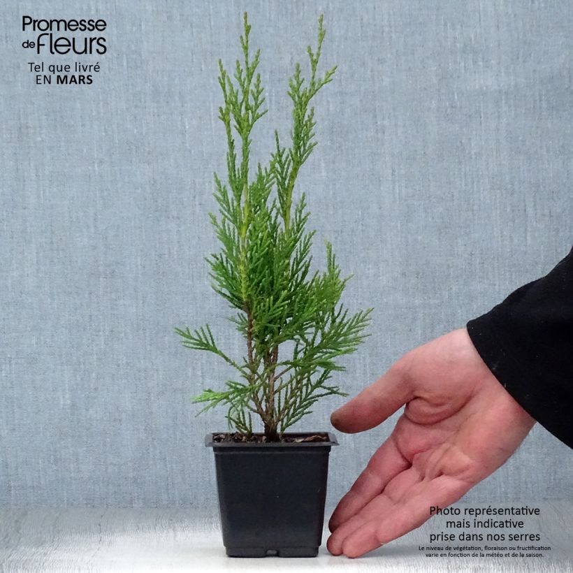 Cupressocyparis Leylandii 2001 - Leyland Cypress 8/9 cm pot sample as delivered in spring