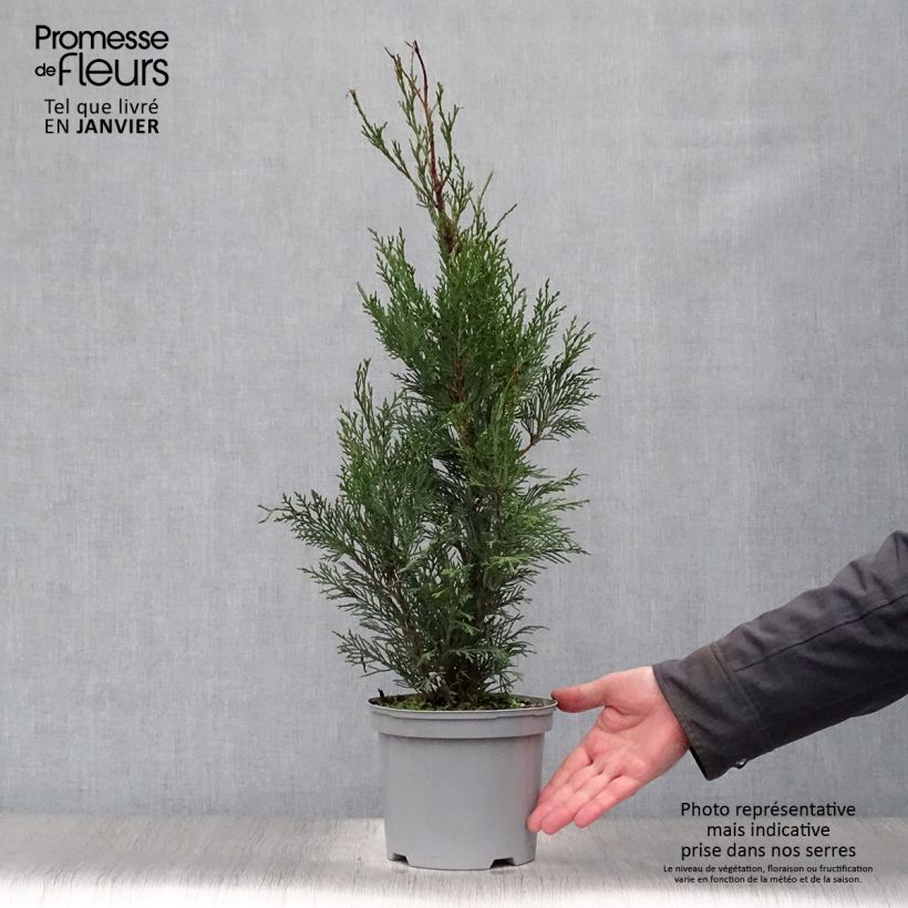 Cupressocyparis Leylandii 2001 - Leyland Cypress 2L/3L pot sample as delivered in winter