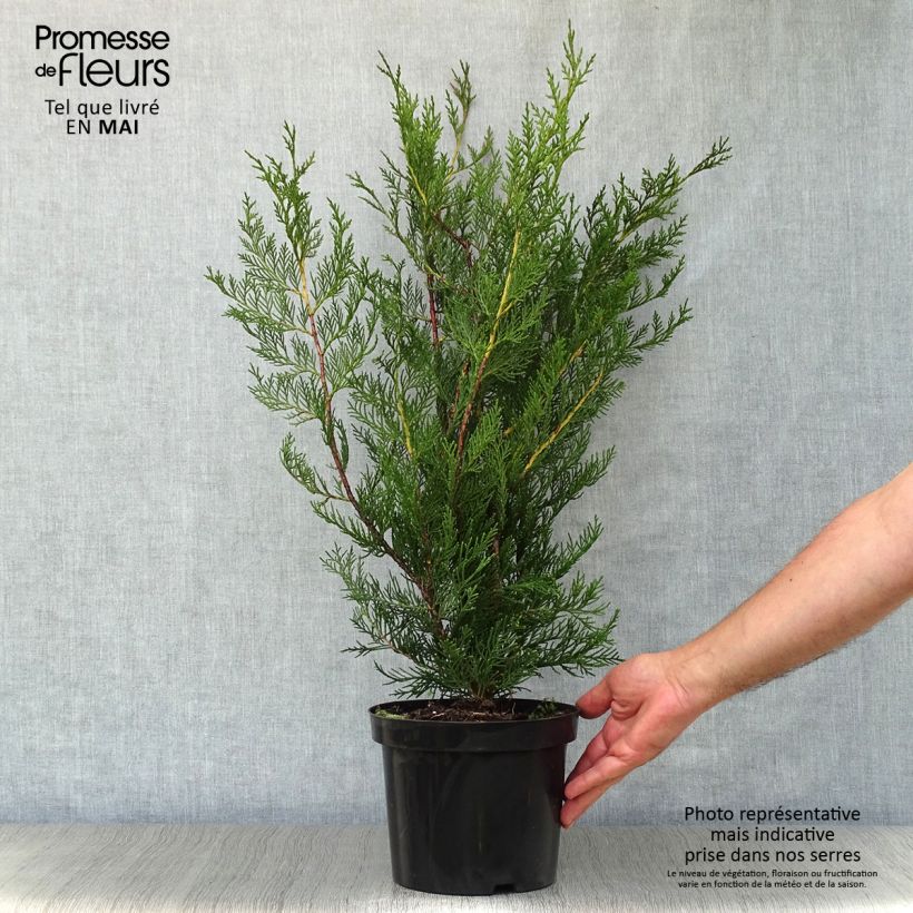 Cupressocyparis Leylandii 2001 - Leyland Cypress 2L/3L pot sample as delivered in spring