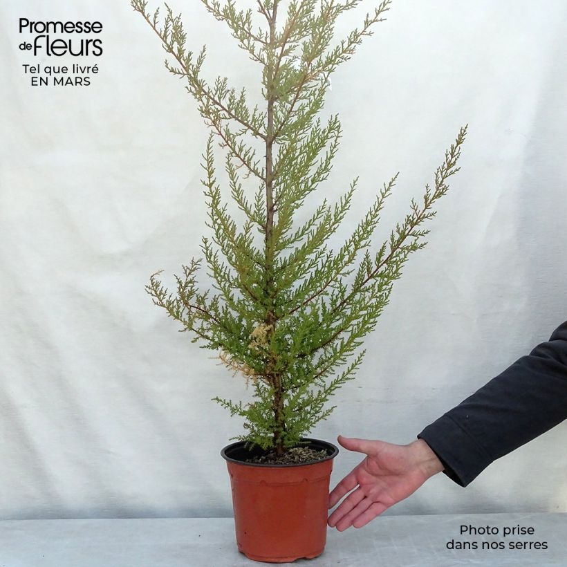 Cupressus macrocarpa 2L/3L pot sample as delivered in spring