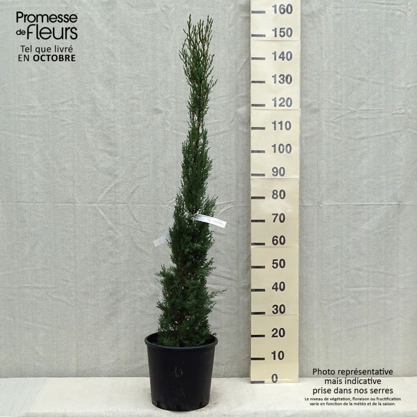 Cupressus sempervirens var. stricta 7.5L/10L pot sample as delivered in autumn